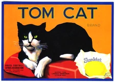 TOM CAT~OROSI CALIFORNIA LEMON FRUIT CRATE LABEL LITHO ARTWORK~NEW 1981 POSTCARD