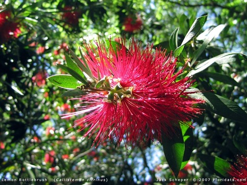 Callistemon Citrinus - Australische purpurrote Flaschenbürste - 50+ frische Bonsai-Samen - Bild 2 von 5
