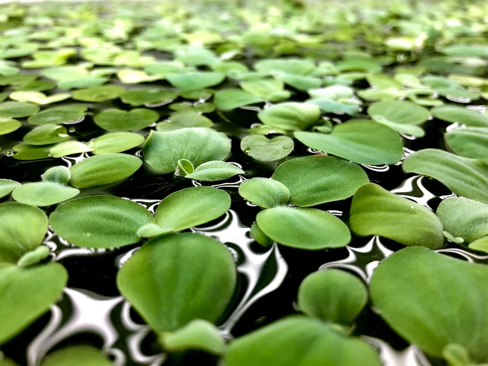 12+ Leaf Dwarf Water Lettuce (+FREE BONUS PLANT) Floating Plant for Aquarium - Image 4 of 4