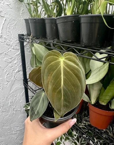 Philodendron Melanochrysum (4" Pot) - Black Gold Philodendron - Rare House Plant