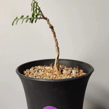 2cm 1PCS Cactus Live Plants Pachycormus Discolor Beautiful Root Tuber Cactus