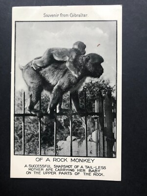 Gibraltar Vintage Postkarte Barbary Affe und Baby 