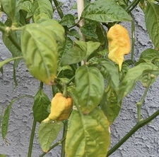5 TRex Yellow Pepper Plants!! Hot and Healthy!! Rooted!! Ready To Ship!!