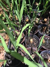 Sugarcane Sugar Cane Starter Plant Organic