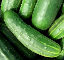 MARKETER CUCUMBER SEEDS 50+ SUMMER Vegetable GARDEN NON-GMO FREE SHIPPING