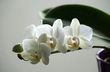 Mini Phalaenopsis White Orchid Twin Stem 6cm Pot Indoor Plant