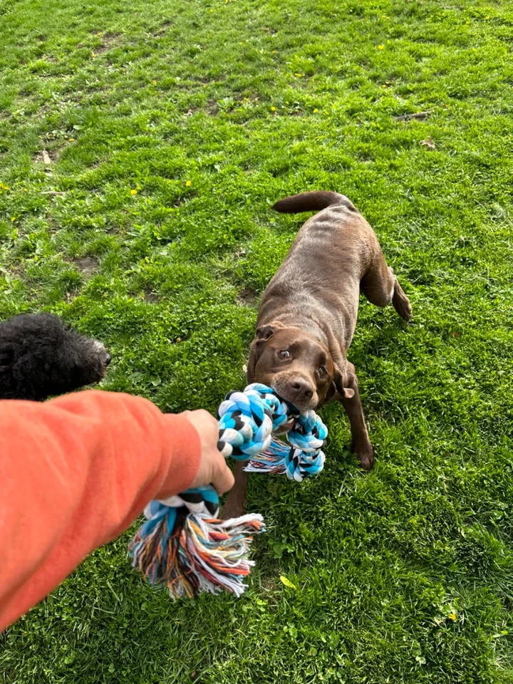 High Quality Rope dog toy for big and aggressive chewers - Image 2 of 4