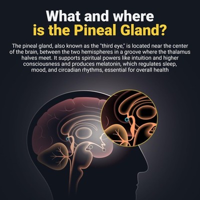 glutathione pineal gland Melatonin: a ferroptosis inhibitor with potential therapeutic efficacy for the post-COVID-19 trajectory of accelerated brain aging and neurodegeneration | Molecular Neurodegeneration Binding of glutathione and melatonin