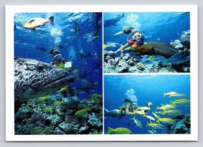 Great Barrier Reef Scuba Diving Postcard Australia Moray Eel Potato Cod Fish
