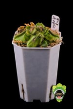 Cephalotus Carnivorous Plants for sale - eBay