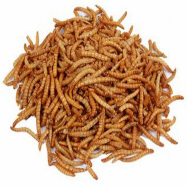Supa BULK Dried Mealworms 10kg for sale online eBay