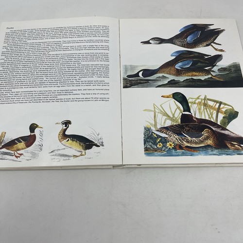 World Treasury of Birds in Color Cecil Madsen 1974 HC Audubon Gould Engravings - Picture 12 of 14
