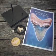 Megalodon kit Shark Tooth teeth Fossil Book stand 1 OZ .999 Copper Coin Necklace