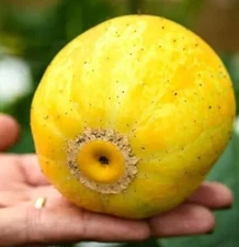 Cucumis melo var dadaim LEMON CUCUMBER Seeds!