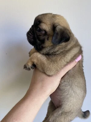 pugalier for sale gumtree