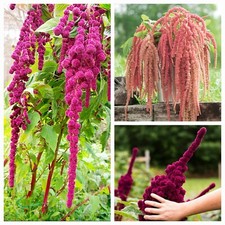 3 Amaranth Seeds Packets - love lies bleeding, elephant head, and dreadlocks