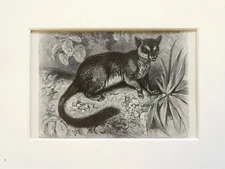 Phascologale Marsupial Print - 1893 Mounted Antique Black & White Engraving