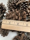 LOT of 52, various sizes of TN Pine Cones 1" to 3” Fall/Holiday Deco or Crafts — photo 7