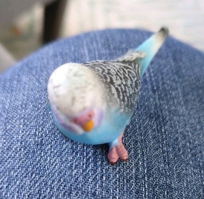 Schleich 14409 - Blue Budgie / Budgerigar bird. Rare, retired