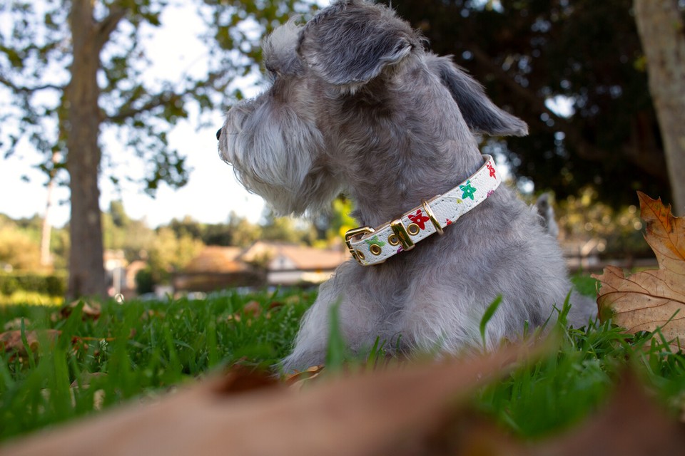 Collar Dog - Beige Leather SML