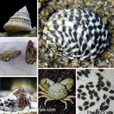 30 Gallon Saltwater Clean Up Crew Algae Destroyer Reef Tank CUC Turbo Cone Eater