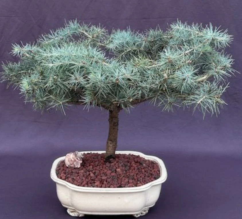Cedro Deodar Bonsai Árbol Planta Nieve Viva Sprite Cedrus Deodara 15"H Árbol Exterior Foto 3 de 3
