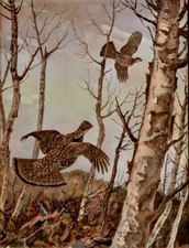 WILLIAM J SCHALDACH - Grouse - Sporting Art Hunting Bird Print 13x19" 