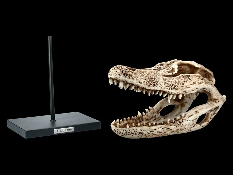 Alligator Totenkopf auf Metall Ständer - Krokodil Reptill Echse Dekostatue - Bild 2 von 4