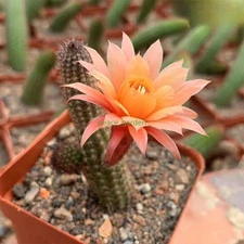 3PCS  Borzicactus aureispina Cactus Succulent Plant beautiful Plant 6-10cm
