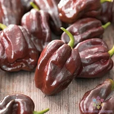 25+ Chocolate Habanero Hot Pepper Seeds for Garden - USA - FREE SHIPPING!