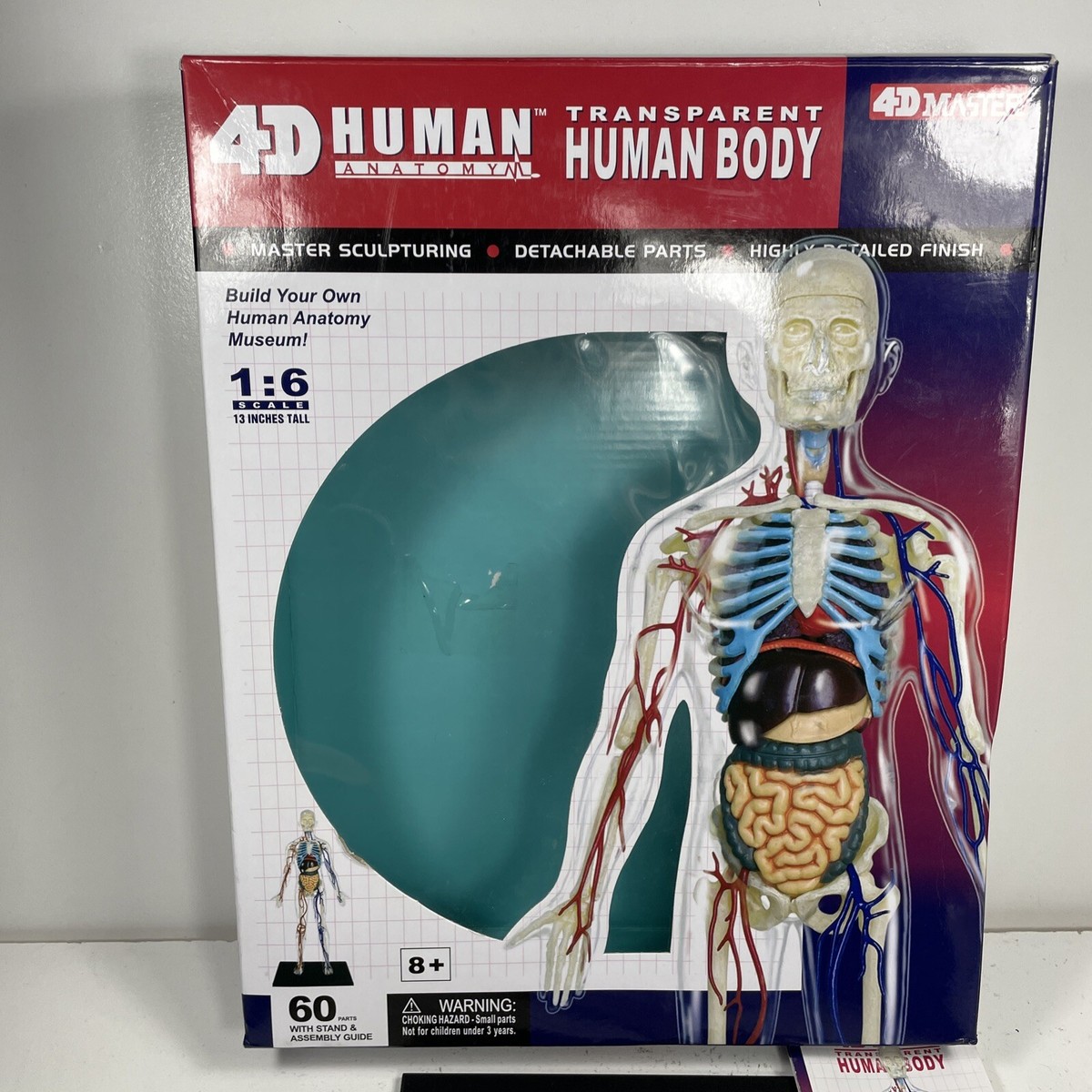 4D Human Transparent Full Body Assembled Medical Model 1:6