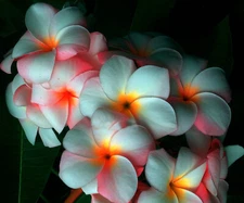 Plumeria/Frangipani/Plants/"Orande Paw"/mildly Fragrant Fresh 100 seeds