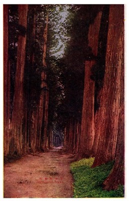 Vintage Japanese Cedar Avenue Nikko Trees Scenic Pathway Postcard