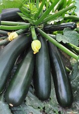 Black Beauty Zucchini Squash Courgette 20 Seeds Prolific Non-GMO Organic