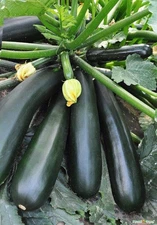 Black Beauty Zucchini Courgette 20 Seeds Prolific Non-GMO Organic