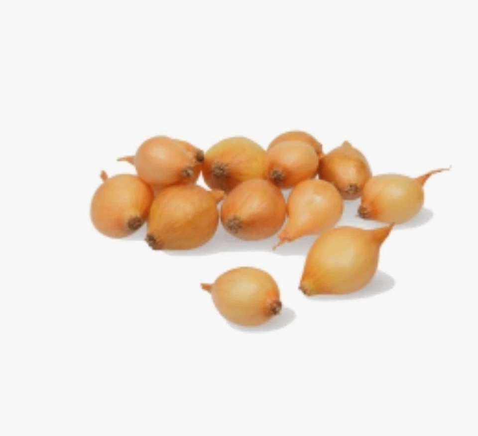 HORTUS Cipolla Dorata di Stoccarda bulbi da seme cal 14-21 500gr