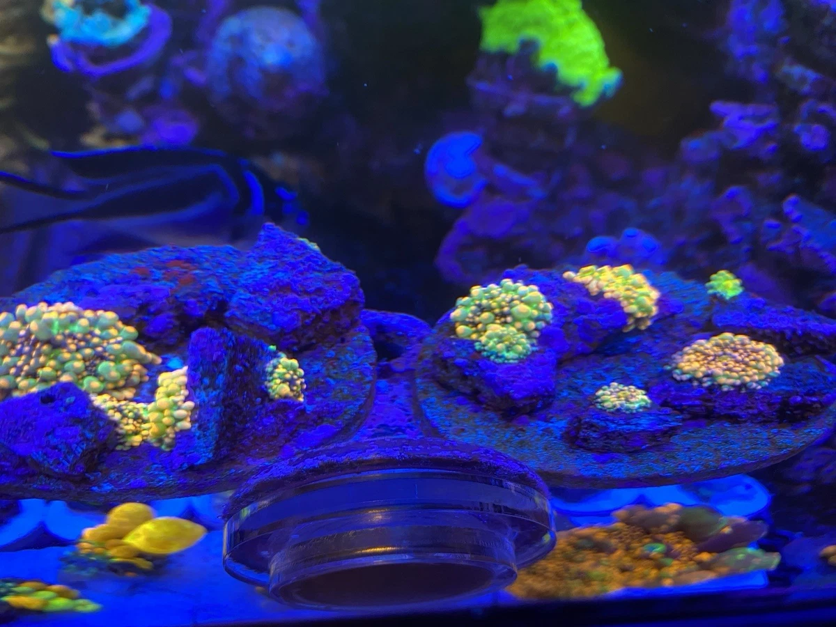 蘑菇珊瑚Marine 水族箱珊瑚和活岩石| eBay