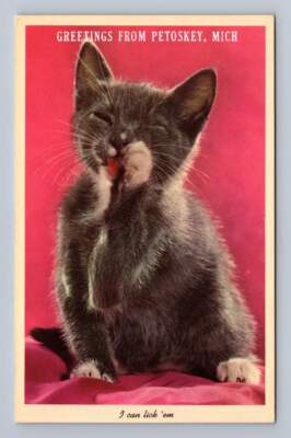 #ad Kitten Cleaning Itself quot;Can Lick Emquot; Petoskey Michigan Vintage Cat PC 1960s $12.99
