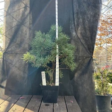 Mugo Pine Valley Cushion , 17"x 15" Wide in a quart container Is 5"x6"