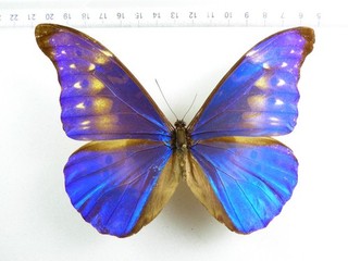 ENTOMOLOGY BUTTERFLY: MORPHO RHETENOR CACICUS MALE FORM? RARE! PERU