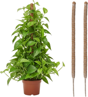 2 StüCk Moosstab FüR Monstera, Kokosfaser Rankhilfe, Pflanzstab Kokos, Pflanzens