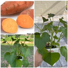5 Rooted Beauregard Sweet Potato Plants With Pot Live Plants Ready To Grow
