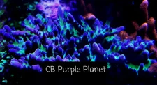 CB Purple Planet 3/4-1.5 inch Frag Acropora SPS Coral