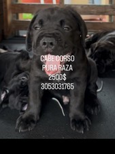 Cane Corso A La Venta Por Solo 2500 3053031765