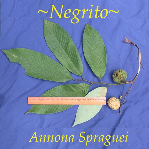 ~NEGRITO~ Sprague's Custard Apple FRUIT TREE Annona spraguei Lg 3-4ft potd Plant - Picture 2 of 7