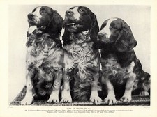 1930s Vintage Welsh Springer Spaniel Print Debut At Crufts Dog Show 4700c