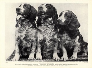 1930s Vintage Welsh Springer Spaniel Print Debut At Crufts Dog Show 4700c