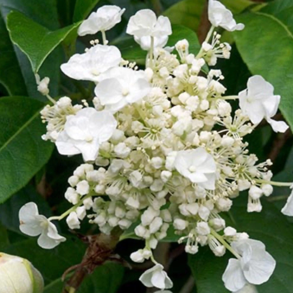Hydrangea seemannii deals