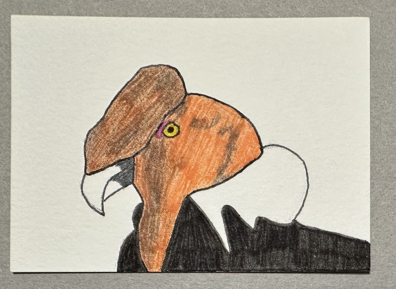 Original ACEO Art Card - Andean Condor Vulture - 2.5 inch x 3.5 inch Ink Drawing