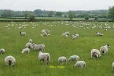 Photo 6x4 A field of sheep near Manor Farm Kingston Stert Quite densely p c2018
